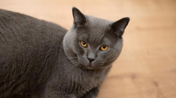 job de vis platit regeste 158 000 de euro pe an ca sa ingrijesti o pisica