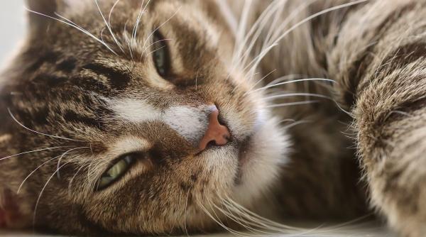 radarul invizibil al pisicilor ce rol incredibil joaca mustatile lor