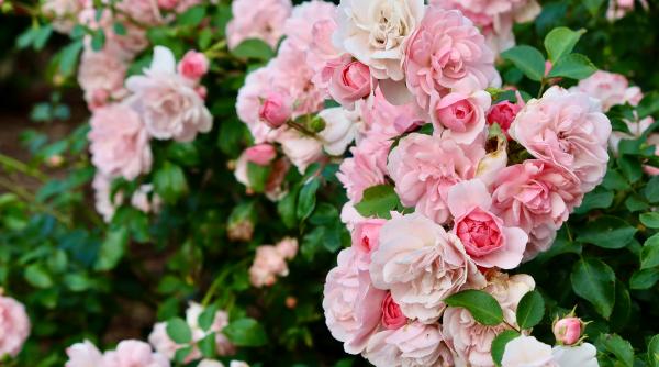 invata sa ti prepari singur insecticidul solutii bio pentru o gradina sanatoasa