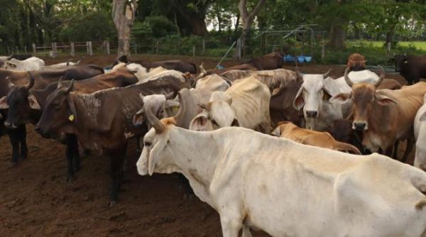 romania exporta mii de animale vii in algeria tara africana plaseaza o noua comanda dupa feedback ul pozitiv din 2024