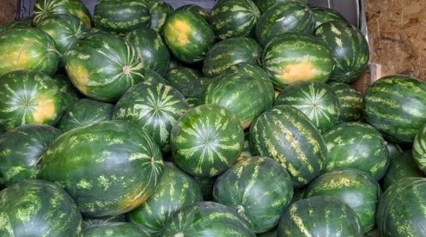 cum a pierdut romania ceapa aurie de buzau rosiile inima de bou si pepenii de lovri soiurile au ajuns inregistrate de straini