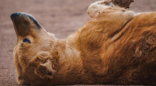 ce incearca sa iti spuna cainele tau atunci cand doarme cu burta in sus