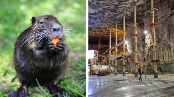 fundatia conservation carpathia