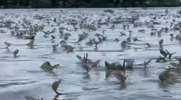 spectacol cu milioane de efemeride in delta dunarii imaginile iti taie rasuflarea video viral