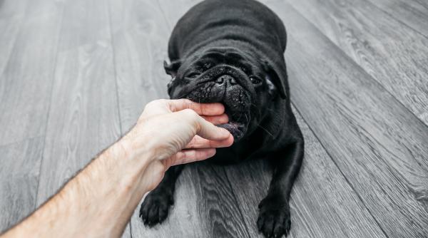 ce incearca sa ti transmita cainele tau cand te musca usor de mana