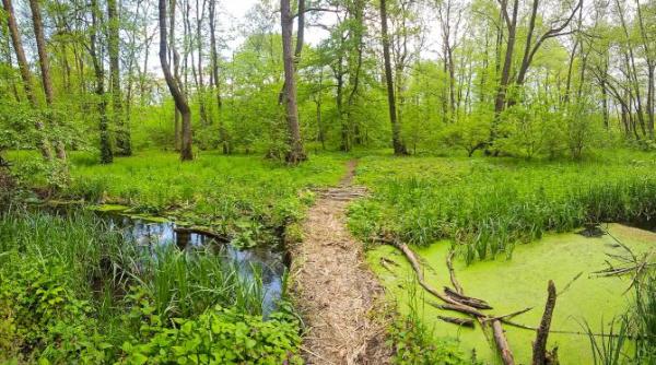 se cere includerea centurilor verzi in programul de guvernare alex glavan este urmatorul pas concret firesc si necesar si pe care societatea il asteapta