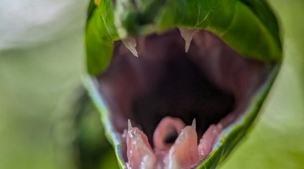 motivul incredibil pentru care un barbat s a lasat muscat de 200 de ori de serpi veninosi