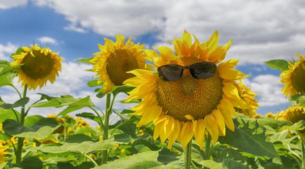 horoscop saptamanal pentru balanta scorpion sagetator capricorn varsator si pesti