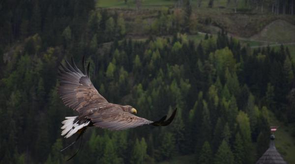 pasarea care zboara mai sus decat avioanele comerciale