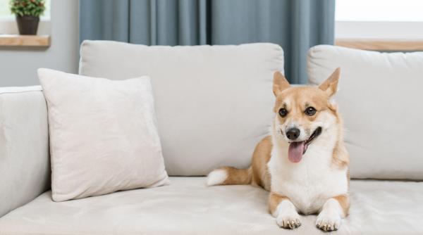 5 greseli comune care iti pot ingrasa cainele fara sa ti dai seama