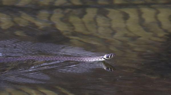 o destinatia turistica preferata de romani invadata de serpi inotatori care au aproape 2 metri turistii ingroziti isi anuleaza vacantele
