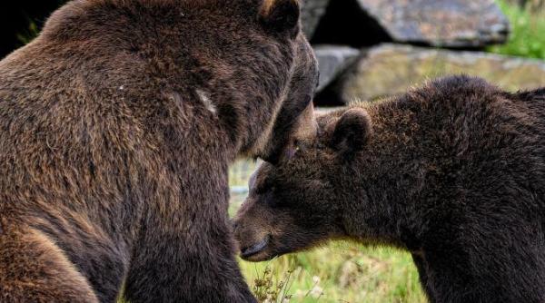 experienta vietii lor doi ursi au evadat si au dat buzna intr o rezerva cu miere