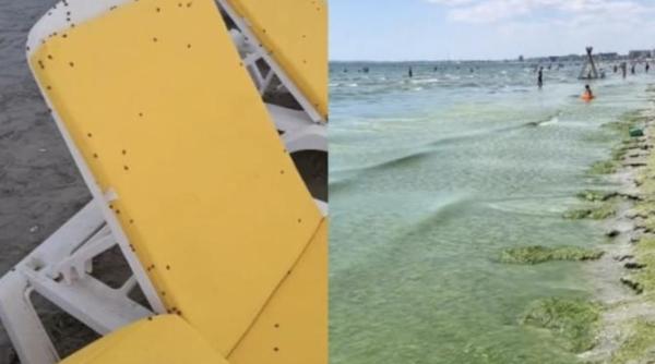 in apa alge pe plaja invazie de gargarite se aseaza pe fata pe par sunt foarte multe si pisca de fapt aveti invazie de afide si de paduchi ziceti mersi