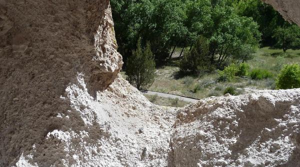 o padure antica care are 15 30 de milioane de ani a fost descoperita sub o insula fara copaci