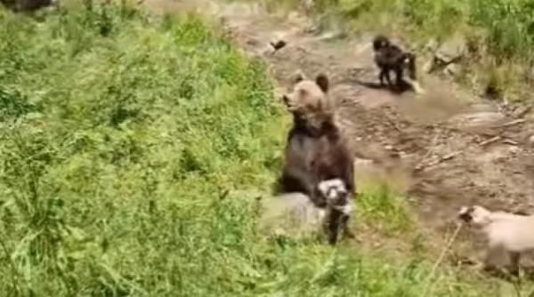 un cioban roman a surprins ursul in timp ce i a atacat o oaie imaginile au facut inconjurul internetului video viral