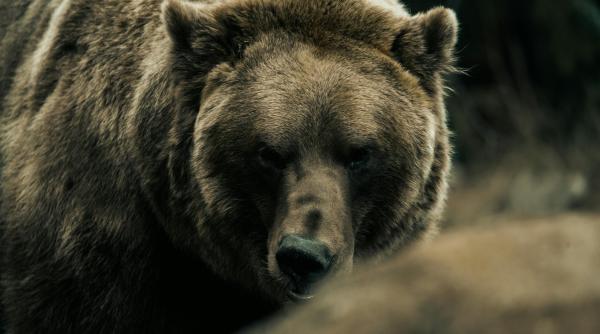 legea protejeaza ursii nu oamenii strigatul disperat al locuitorilor din buzau manzalesti si valea slanicului din peisaj de basm in scena de groaza