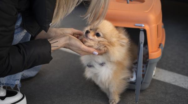 pleci in vacanta si nu stii unde sa ti lasi cainele sau pisica iata ce solutii ai la dispozitie video