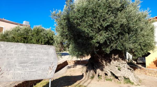criza uleiului de masline ii face pe hotii din grecia sa fure tot maslinul lasand doar ciotul