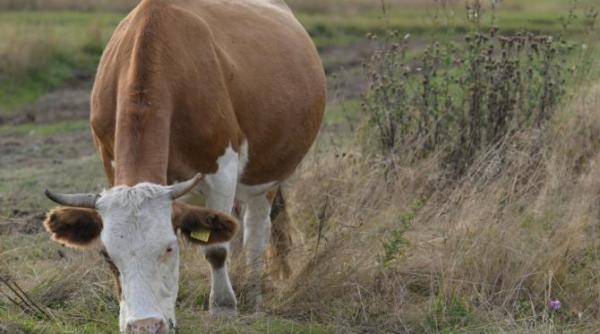un focar de boala contagioasa la bovine confirmat intr o tara europeana