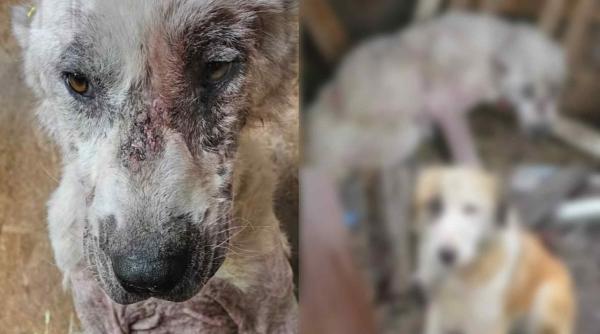 imaginile groazei intr un sat din brasov caini mutilati si tinuti in lant cadavre de animale in stare de descompunere apelul unei asociatii