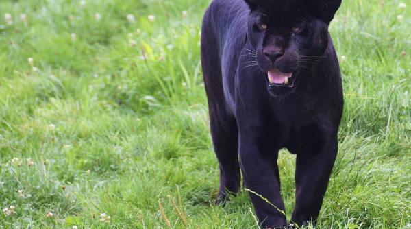 pantera neagra din bulgaria care a pus pe jar autoritatile din romania ar fi de fapt un caine de talie mare iata ce spun expertii bulgari
