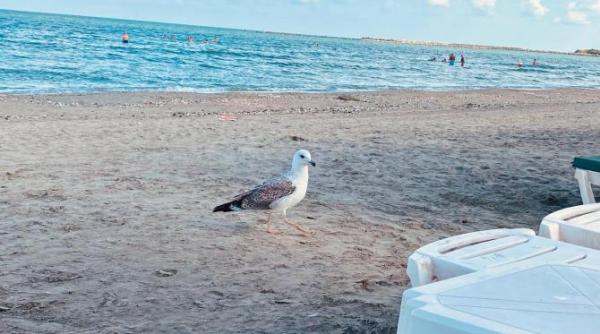 alin bucur a mai castigat o batalie in instanta pentru plaja caelia din mamaia de fapt e o victorie pentru turismul din romania