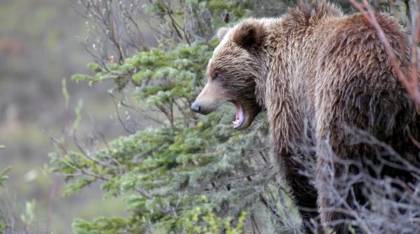atentie imagini socante ce nu vezi pe panourile cu nu hraniti ursii de pe transfagarasan unde erau toate patrulele din romania cand un turist italian murea