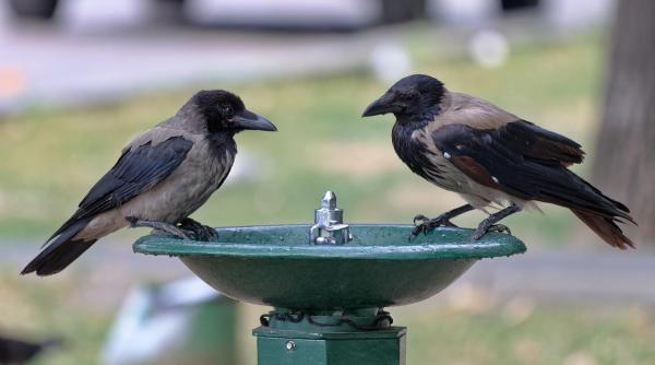 cod galben de canicula in 15 judete temperaturile urca pana la 37 de grade