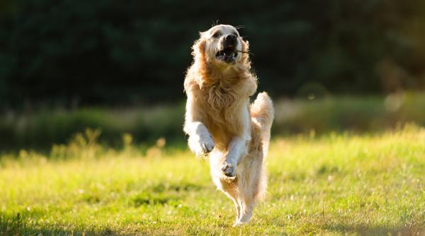 cum sa calmezi un caine plin de energie