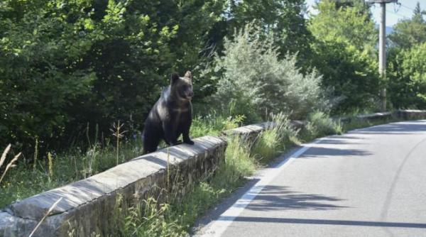 motociclist italian ucis de o ursoaica pe transfagarasan sef salvamont arges a fost asa de furioasa incat l a tarat pana la vreo 10 15 metri de luciul apei update