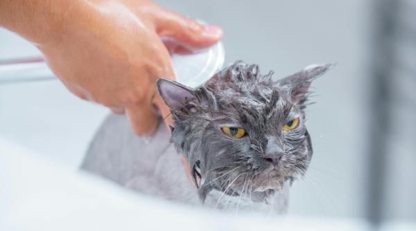 cum sa ti cureti pisica fara chimicale retete simple de sampon natural