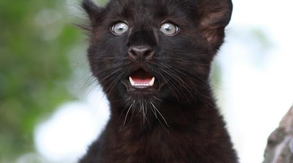 pantera neagra salvata de pompieri dintr un copac pamflet de zile mari de la dsu foto in articol