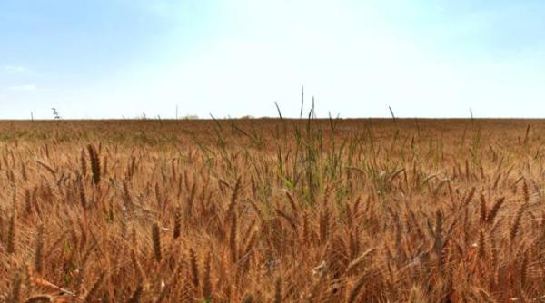 ue taie drastic importurile de grau si zahar din ucraina