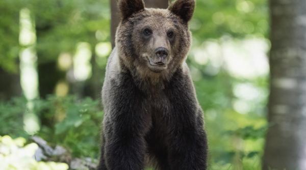 alerta ursoaica cu pui pe traseele montane din scarita belioara
