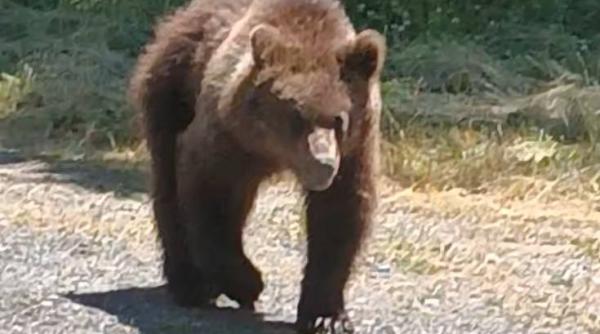 ro alert ursul si a facut aparitie intr o zona frecventata de turisti