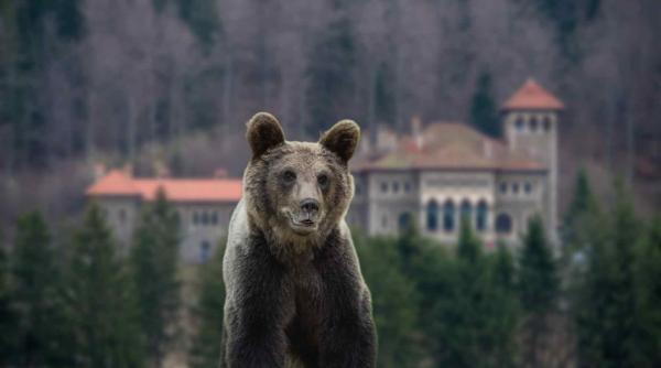 urs zarit in busteni s au emis doua mesaje ro alert in aceeasi zi