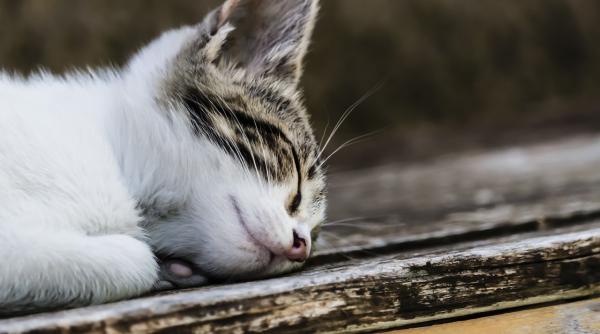 de ce majoritatea pisicilor dorm pe partea stanga cercetatorii au descoperit motivul