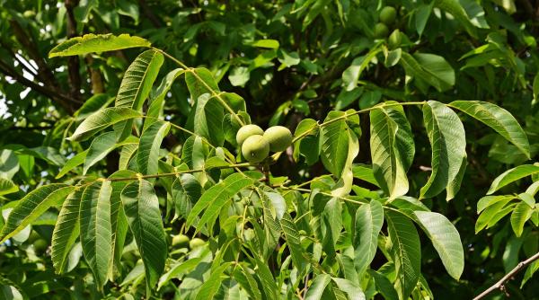 trei nuci au blocat timp de 16 luni constructia unui spital din pnrr ministrul sanatatii are legislatie speciala nu poate fi taiat in orice conditii