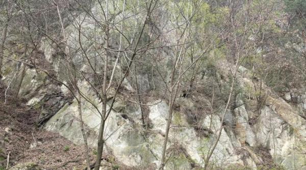 scorpioni carpatini intr o comuna pe fondul temperaturilor ridicate devin rapizi din cauza caniculei