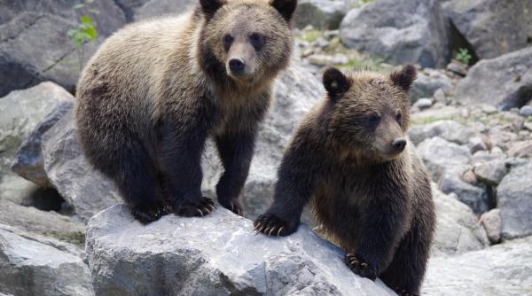 soarta puilor ursoaicei care a ucis un motociclist pe transfagarasan sanctuarul libearty din zarnesti semnal de alarma