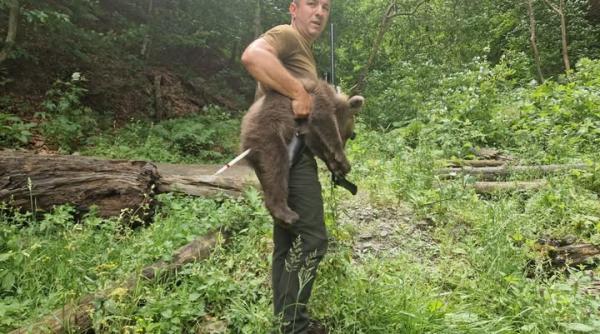 unul din puii ursoaicei impuscate pe transfagarasan a fost gasit unde va fi dus oficial