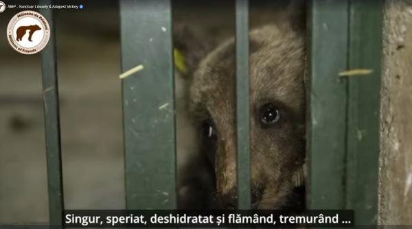 imagini emotionante cu luci ursuletul ramas orfan pe transfagarasan cum poate fi ajutat fara sa riscati sa muriti video in articol