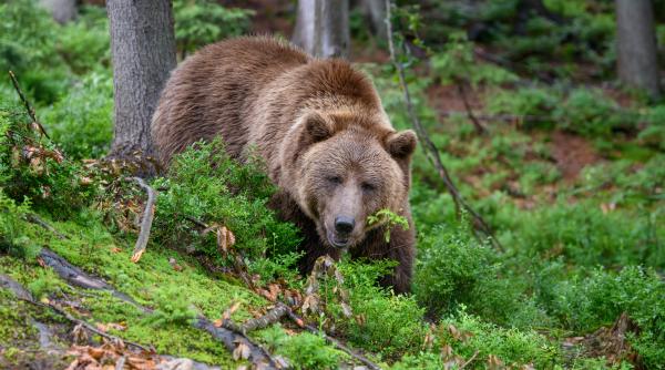 afacerea ursul cine comanda impuscarea si cati bani primeste un cap cristina lapis cum se gaseste ursul vinovat il gasesc ca pe dracula