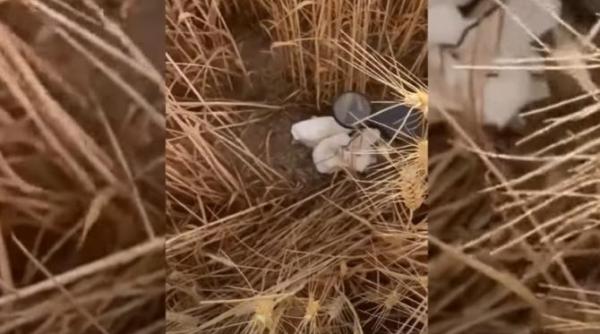 e incredibil ce a gasit un fermier in lanul de grau cerul innorat l a salvat de la o tragedie video viral
