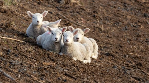 anaf numara oile dar in pierdere biris dl bolos a zis sa trimita ciobanii nostri e factura care e faza de noaptea mintii