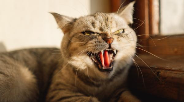 de ce devin pisicile agresive cauze si semne la care sa fii atent