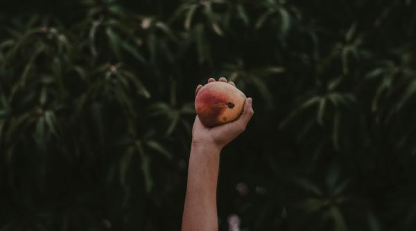 cand si cum sa muti pomii fructiferi pentru o recolta bogata