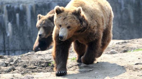 ministrul mediului ia in calcul cotele de vanatoare pentru ursi sa aducem normalitatea in dezbatere