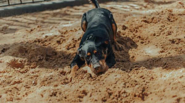 cainele tau sapa gropi in curte afla ce incearca sa ti spuna si cum il poti opri