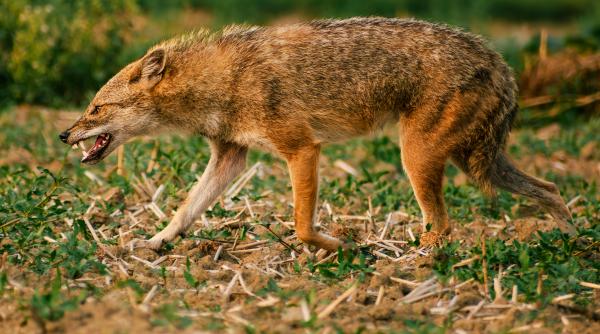 femeie atacata de un sacal turbat in romania in propria curte virusul este mortal in lipsa serului vaccinul antirabic i a salvat viata